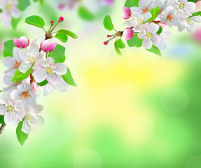 beautiful white spring blossom on blurred nature background