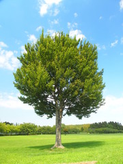 Fototapeta na wymiar 草原の木