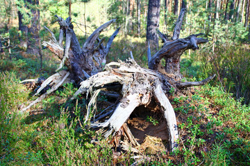 Bizarre snag in the forest