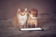American staffordshire terrier dog with little kitten sitting in front of a tablet