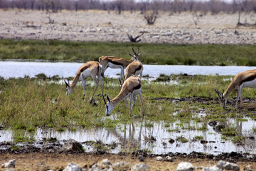 Springbok, Antidorcas marsupialis,  in the Namibian bush