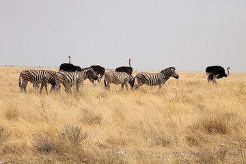 Naklejka na ściany i meble Damara zebra, Equus burchelli Etosha, Namibia