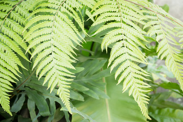 Fresh green fern leaves in garden