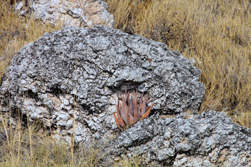 succulent on rock, Central Namibia, Africa