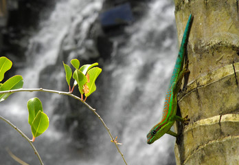 Gecko at exotic waterfalls