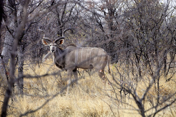 the male Greater kudu, Tragelaphus strepsiceros in the Etosha National Park, Namibia