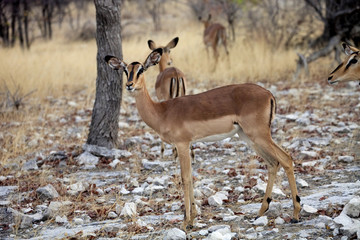 Black-faced Impala, Aepyceros melampus petersi,  Etosha, Namibia