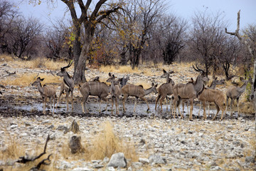 group  Greater kudu, Tragelaphus strepsiceros at the waterhole, Etosha National Park, Namibia