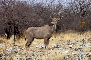 Naklejka na ściany i meble the female Greater kudu, Tragelaphus strepsiceros in the Etosha National Park, Namibia