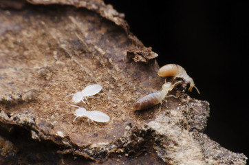termite