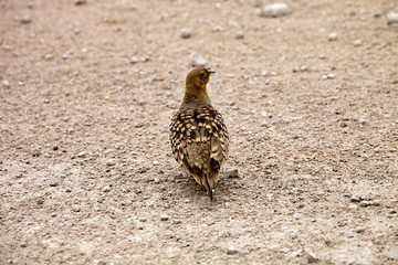 Yellow-throated Sandgrouse, Pterocles gutturalis, in the Etosha National Park, Namibia