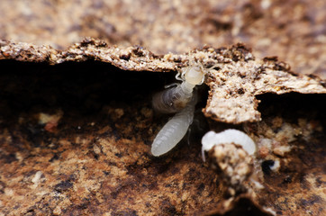 termite