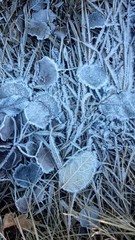 Frozen leaf