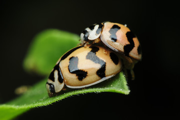 lady bug,sex