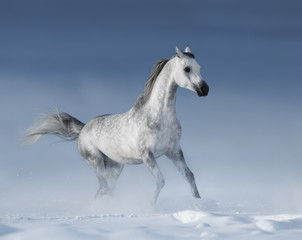 Purebred grey arabian stallion galloping over meadow in snow