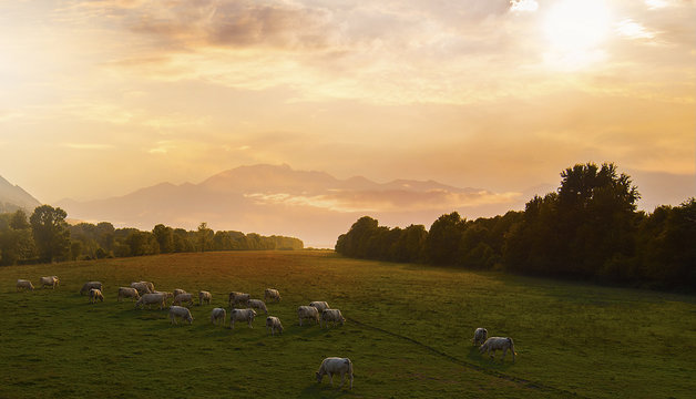 mucche albine al pascolo nella campagna svizzera