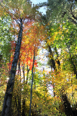 The Forest in fall with Sunburst