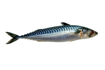 Fresh mackerel fish isolated on white background