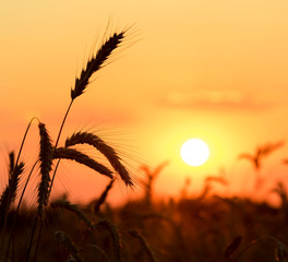 Mature ears of wheat on a sunset