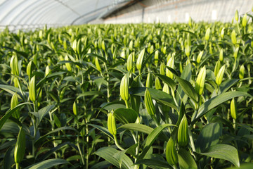 The lilies in the greenhouse