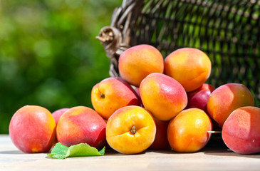 juicy ripe apricots