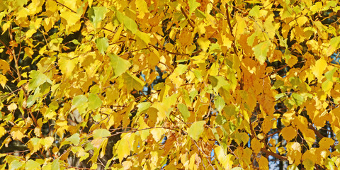 blätter im herbst, bunte farben