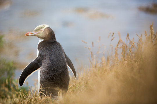 Yellow-eyed penguin (Megadyptes antipodes), Moeraki, South Island, New Zealand
