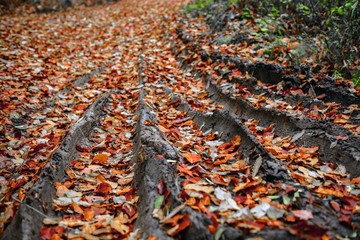 Pathway through the autumn forest