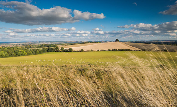 Wittenham Clumps, Thames Valley, Oxfordshire