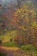 Pathway through the autumn forest