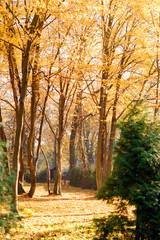 Beautiful sunny forest in autumn