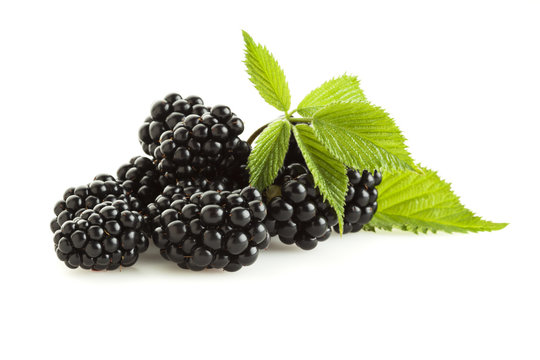 Blackberries with leaves isolated on white
