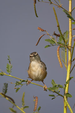 Tawny-flanked prinia (Prinia subflava), Kruger National Park