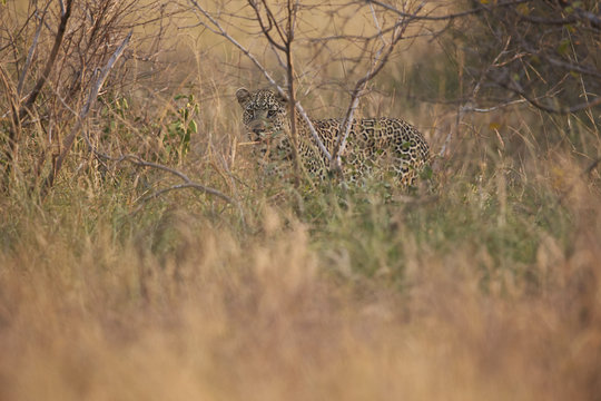 Leopard (Panthera pardus) in heavy brush, Kruger National Park