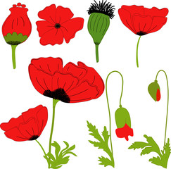 Separate elements flowers red poppy: flowers, leaves, bolls, buds on a  transparent background