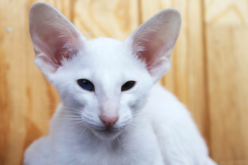 White oriental cat with eyes of different colors