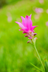 Fototapeta premium Siam Tulip