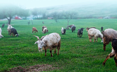 Obraz premium goat