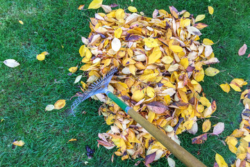 Herbstlaub im Garten 