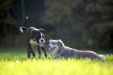 Lass  uns spielen, 2 Hunde im Gras