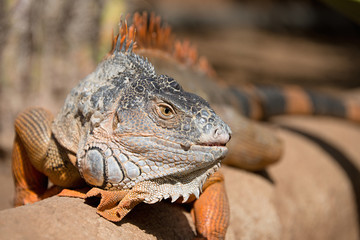 Big iguana in the desert looking you