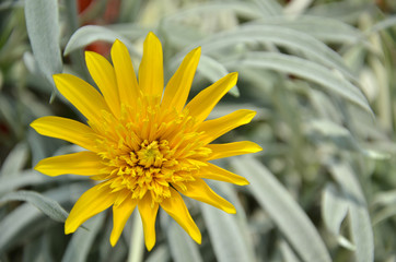 Close-up of beautiful yellow chrysanthemum flowers