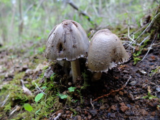 キノコ　きのこ