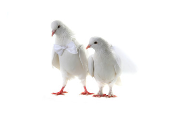 Wedding doves