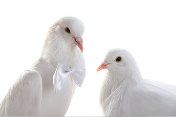 Portrait Wedding doves