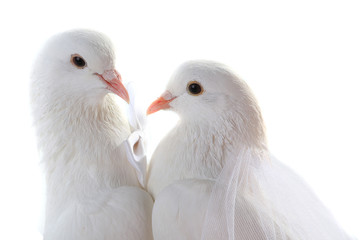 Portrait Wedding doves