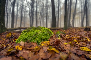 Moss in the enchanted forest 