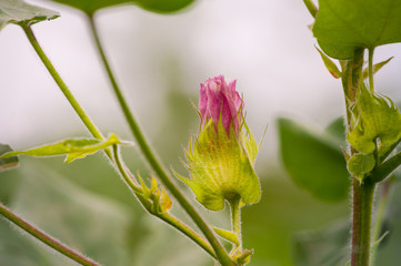 Blooming cotton 1