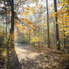 Fototapeta premium forest