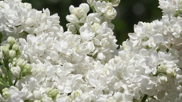 White lilac in the nature
